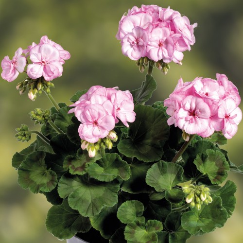 Pelargonium 'Classic Pink Picotee' - Pelargoon 'Classic Pink Picotee'